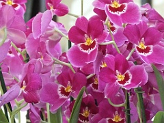 orchidsNL (8)